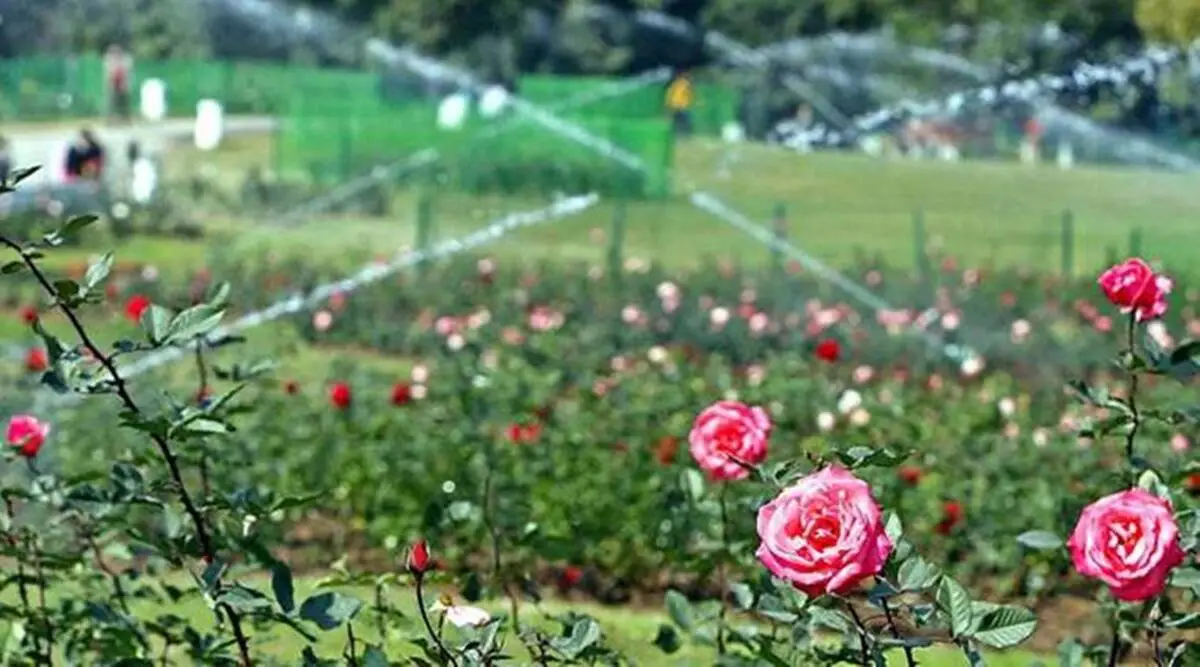 rose-garden 2024